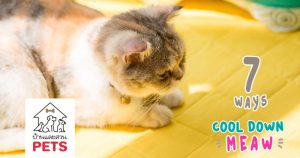 7 วิธี “คลายร้อนให้แมว” (Hey! Cool Down Meaw…)