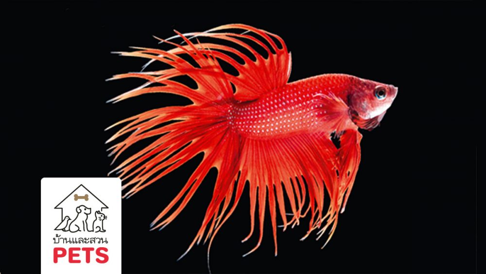 Siamese Fighting Fish ปลากัด : นักสู้แห่งแดนสยาม