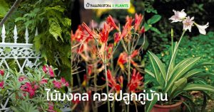10 พรรณไม้มงคลปลูกง่าย คู่ควรมีปลูกประดับบ้าน