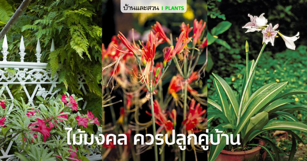 10 พรรณไม้มงคลปลูกง่าย คู่ควรมีปลูกประดับบ้าน