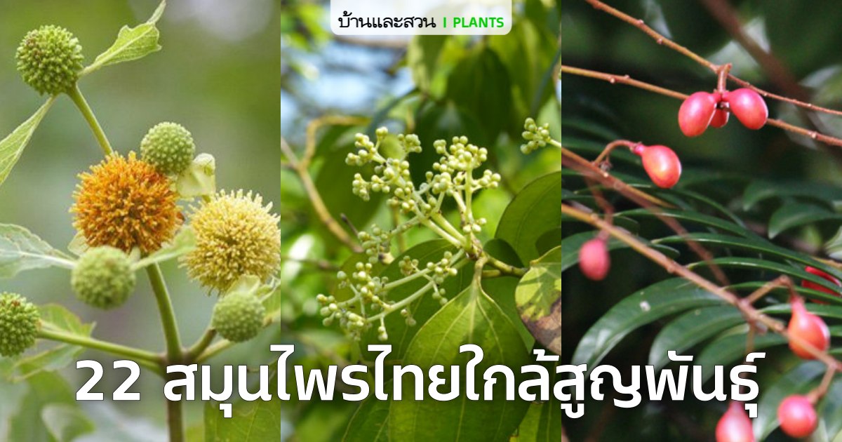 22 สมุนไพรไทย ที่เสี่ยงต่อการสูญพันธุ์!
