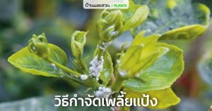 กำราบเพลี้ยแป้งในสวนให้สิ้นฤทธิ์ ด้วยสูตรปลอดภัยไม่ต้องใช้สารเคมี