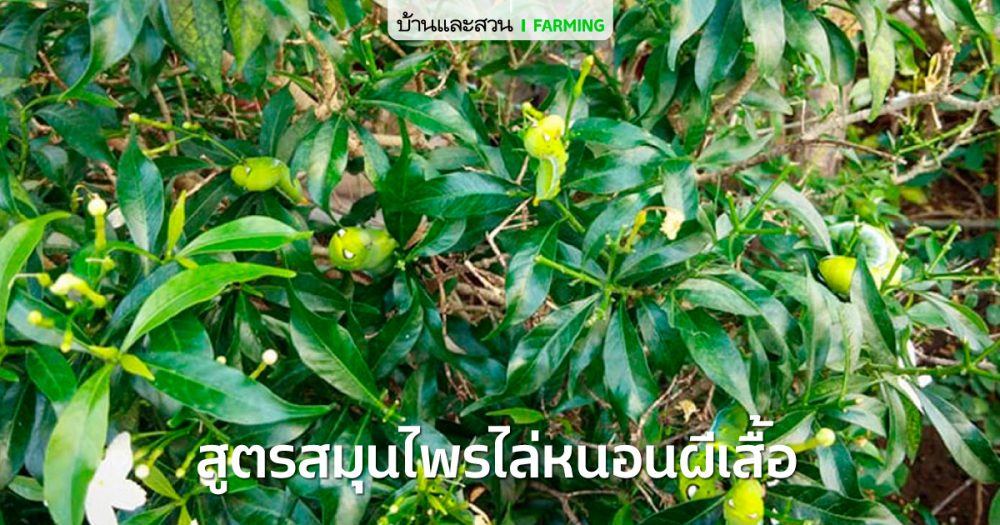 สูตรไล่หนอนผีเสื้อแบบไม่ใช้สารเคมี