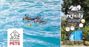 โรงพยาบาลสัตว์ทองหล่อ Pets City ดินแดนสำหรับสัตว์เลี้ยงสุดรัก