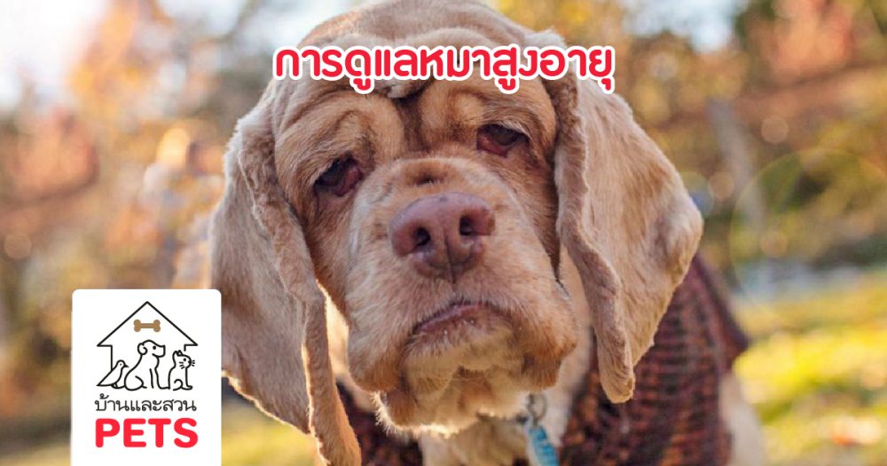 การดูแลหมาสูงอายุ หรือ หมาแก่ ให้แข็งแรงและอายุยืนยาว