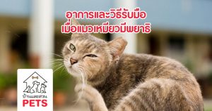 อาการและวิธีรับมือ เมื่อแมวเหมียวมีพยาธิ