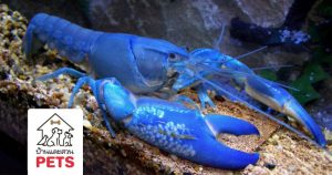 ทำความรู้จัก กับ กุ้งเครย์ฟิช หรือ ล็อบสเตอร์น้ำจืด