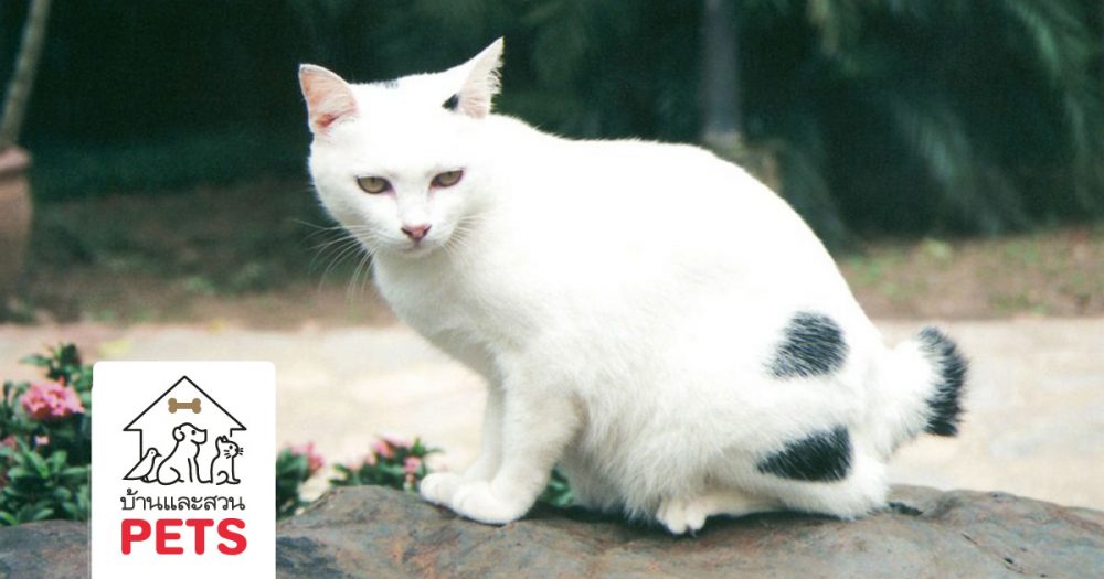 ทำความรู้จัก กับ แมวหางกระต่าย (Japanese Bobtail)