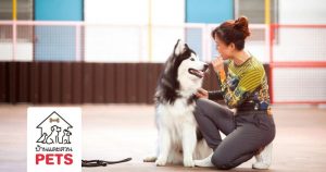 สุนัข กับ การฝึกเพื่อปรับพฤติกรรม by jojo dog master