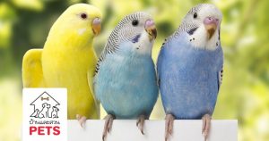 ทำความรู้จัก กับ นกหงส์หยก (Parakeets)