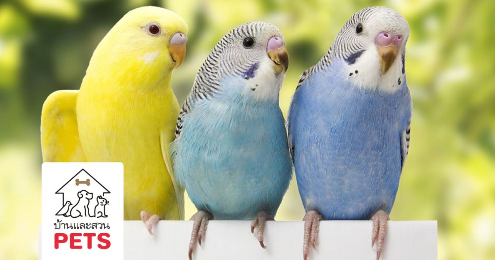 ทำความรู้จัก กับ นกหงส์หยก (Parakeets)