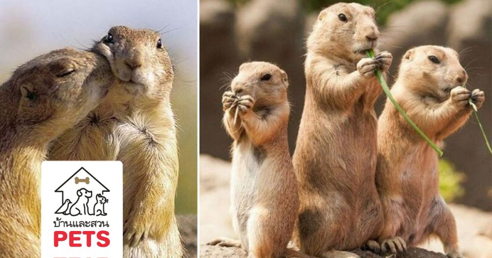 ทำความรู้จัก กับ แพรรีด็อก (Prairie dog) หรือ กระรอกดิน