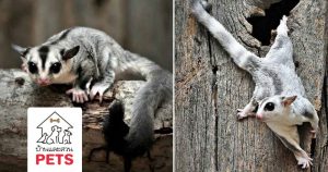 ทำความรู้จัก กับ ชูการ์ไกลเดอร์ (sugar glider) ชูการ์ไกลเดอร์