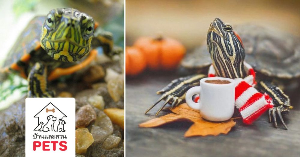 ทำความรู้จัก กับ เต่าญี่ปุ่น หรือ เต่าแก้มแดง (Red-eared Slider)