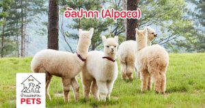 รู้จักกับ อัลปากา (Alpaca) สัตว์คอยาวขนนุ่ม จากเทือกเขาแอนดีส