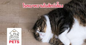“โรคเบาหวานในสัตว์เลี้ยง” อีกหนึ่งภัยเงียบของน้องหมาน้องแมว