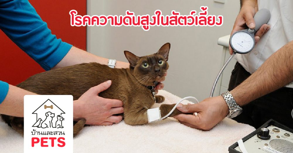 โรคความดันสูง (Systemic hypertension) ในสัตว์เลี้ยงใกล้ตัวกว่าที่คุณคิด