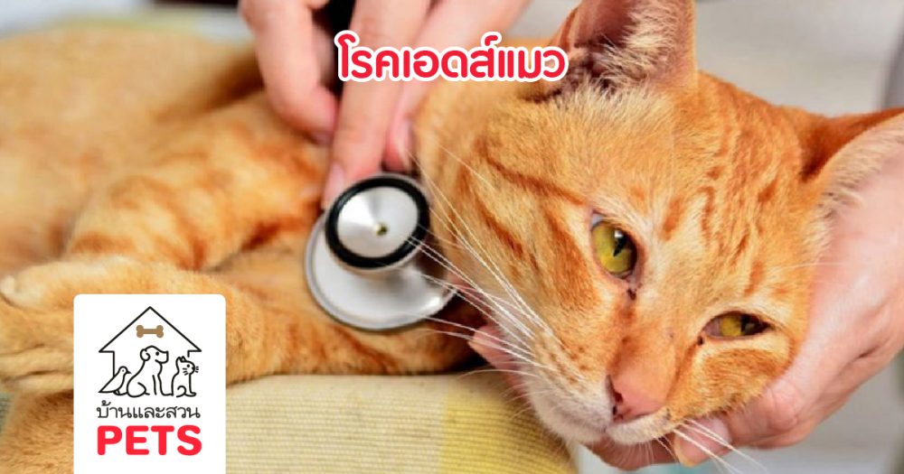 โรคเอดส์แมว (Feline Immunodeficiency Virus; FIV)