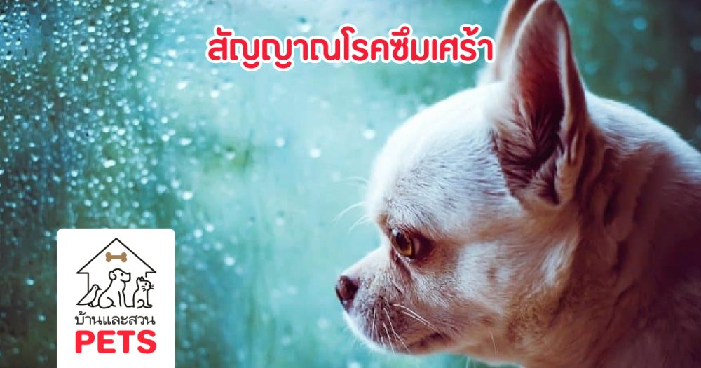 10 สัญญาณ “โรคเหงา” หรือ “โรคซึมเศร้าในสุนัข” ที่คนเลี้ยงสุนัขต้องระวัง!