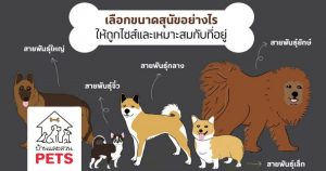 เลือกขนาดสุนัขอย่างไร ให้ถูกใจและเหมาะสมกับที่อยู่