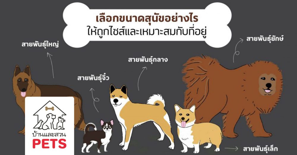 เลือกขนาดสุนัขอย่างไร ให้ถูกใจและเหมาะสมกับที่อยู่