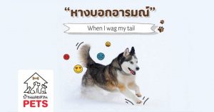 เข้าใจภาษากายด้วยท่าทางและหางสุนัขบอกอารมณ์