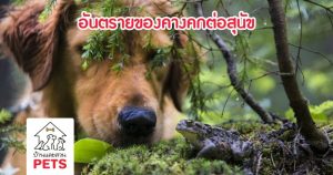 อันตรายของพิษจากคางคกที่มีผลต่อสุนัข พร้อมวิธีปฐมพยาบาลเบื้องต้น