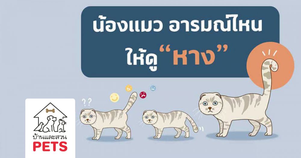 แค่ดูหางก็รู้ใจ น้องแมวอารมณ์ไหนให้ดูหาง