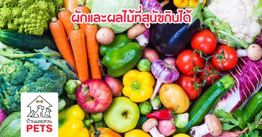 รวม 15 ผักและผลไม้ที่สุนัขกินได้ แถมยังมีประโยชน์ต่อร่างกาย