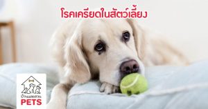 น้องหมา น้องแมว เป็นโรคเครียดได้ด้วยหรือ? เค้าเครียดเรื่องอะไรกันนะ?