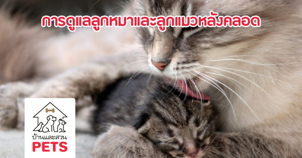 การดูแลลูกหมาและลูกแมวหลังคลอด