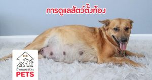 การดูแลสัตว์ตั้งท้อง สำหรับคุณแม่สี่ขาและลูกน้อยในครรภ์