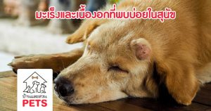 มะเร็งและเนื้องอกที่พบบ่อยในสุนัข รู้ไว้ก่อนสายเกินแก้