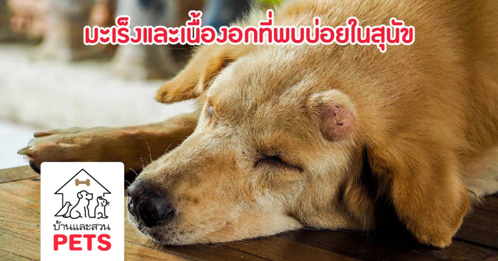 มะเร็งและเนื้องอกที่พบบ่อยในสุนัข รู้ไว้ก่อนสายเกินแก้
