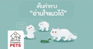 ถ้ารู้จักท่าทางก็อ่านใจแมวได้