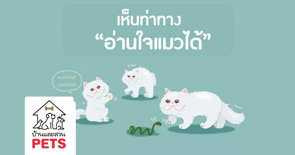 ถ้ารู้จักท่าทางก็อ่านใจแมวได้