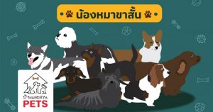 รวม 8 น้องหมาขาโหลด ที่ไม่โหดแต่น่ารัก