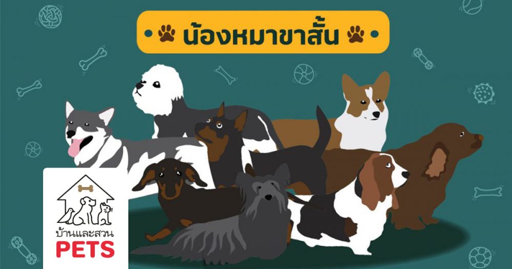 รวม 8 น้องหมาขาโหลด ที่ไม่โหดแต่น่ารัก