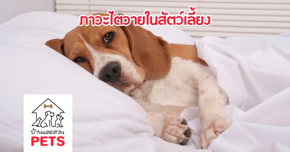 ภาวะไตวายในสัตว์เลี้ยง (Kidney Failure หรือ Renal Failure)