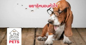 พยาธิหนอนหัวใจ … ภัยร้ายใกล้ตัวที่ไม่ควรมองข้าม