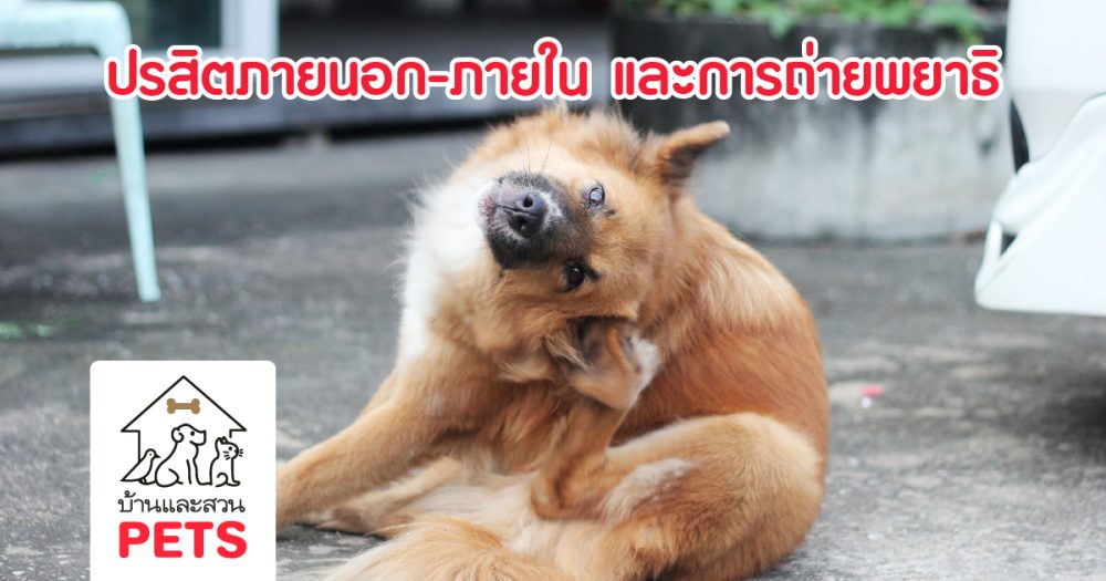 ปรสิตภายนอก-ภายใน และ การถ่ายพยาธิ