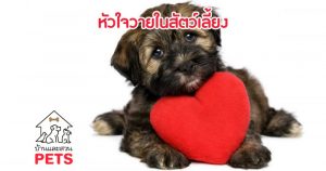 หัวใจวายในสัตว์เลี้ยง