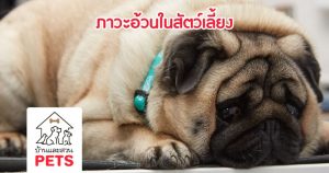 ระเบิดเวลาที่ชื่อว่า “ความอ้วน”