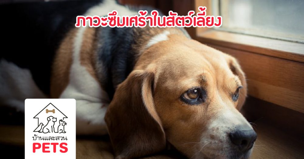 ความเปลี่ยนแปลงของพฤติกรรมกับภาวะซึมเศร้าในสัตว์เลี้ยง