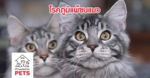 อาการแพ้ขนแมว … ภูมิแพ้จากสัตว์เลี้ยงแสนรัก