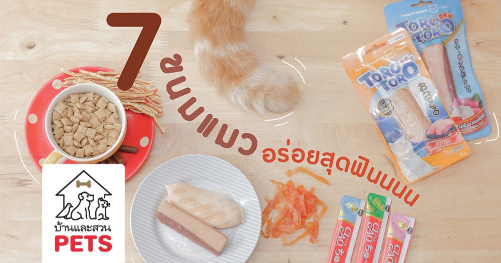 รวม 7 ขนมสำหรับน้องแมว รสชาติอร่อยสุดฟิน !