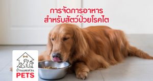 การจัดการอาหารสำหรับสัตว์ป่วยโรคไต และสารอาหารสำคัญที่ไม่ควรมองข้าม