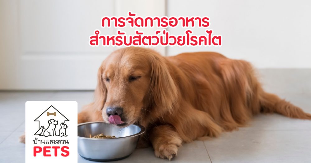 การจัดการอาหารสำหรับสัตว์ป่วยโรคไต และสารอาหารสำคัญที่ไม่ควรมองข้าม