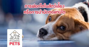 การฟอกไตในสัตว์เลี้ยง หรือ การบำบัดทดแทนไต (Renal replacement therapy)