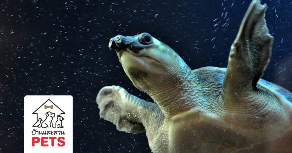 ทำความรู้จักกับเต่าบินหรือเต่าจมูกหมู (Pig nose turtle)